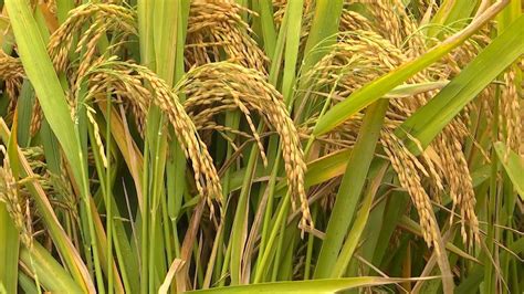 Third Generation Hybrid Rice Achieves High Yield Youtube