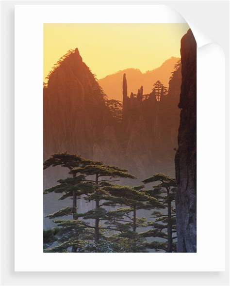 Mt. Huangshan Pine Trees posters & prints by Corbis