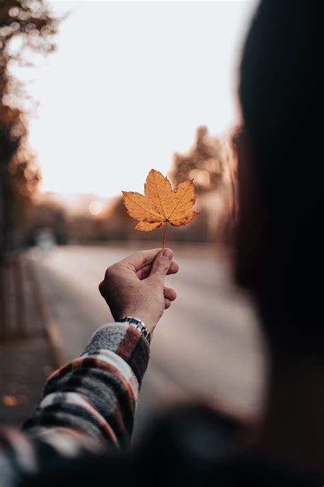 Free Images Leaf Hand Sky People In Nature Wood Gesture