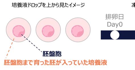 Seet法について｜おちまさゆき 正しい知識で正しい妊活を