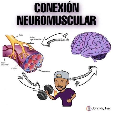 Que Es La Union Neuromuscular Enfoya