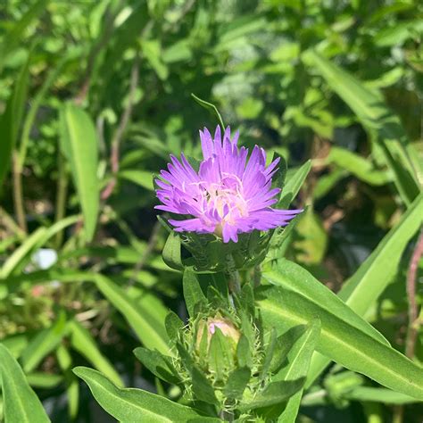 Stokesia 'Blue Danube' G01 - Bowood Farms