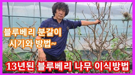 13년된 블루베리 이식방법과 가지치기 분갈이 하는시기 방법~블루베리 전지 전정 재배방법키우기 2022