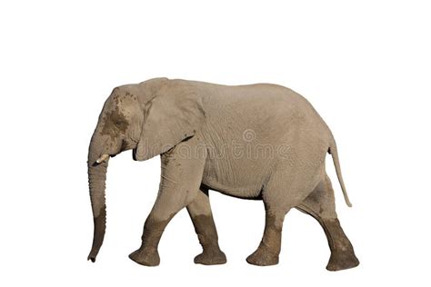 Gesamter Elefant Der Auf Wei E Seitenansicht Geht Stockfoto Bild