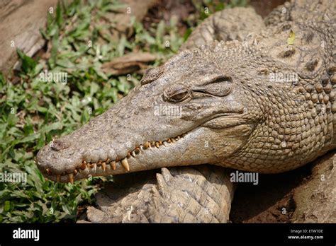 Saltwater Crocodile Crocodylus Porosus Head In Details Stock Photo