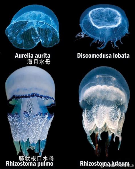 Pin By Juanis Peperios Mocosis On Jellyfish In 2024 Jellyfish