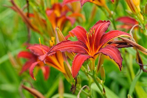 Hemerocallis Crimson Pirate Daylily