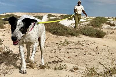 Kapverden Schildkröten Hunde Drohnen und Ranger im Einsatz