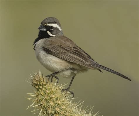 Black-throated Sparrow | San Diego Bird Spot