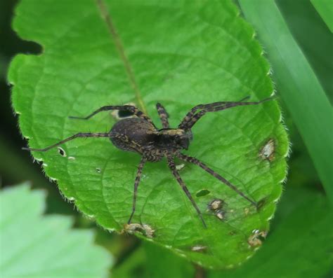 Lyn Lambert On Twitter A Good Few Spiders In Garston Wood Today