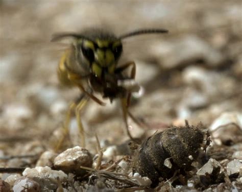 Avispa Ocio Educativo En La Naturaleza