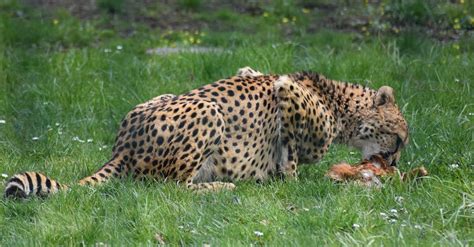 Cheetah with Prey · Free Stock Photo