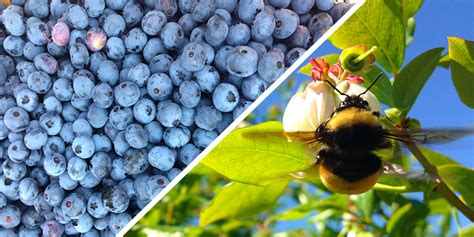 The Secret To Better Berries Wild Bees Gund Institute For