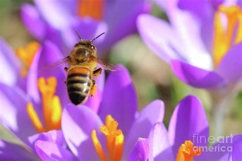 Bee Flying On Crocus Flower Bed Photograph By Gregory Dubus Fine Art