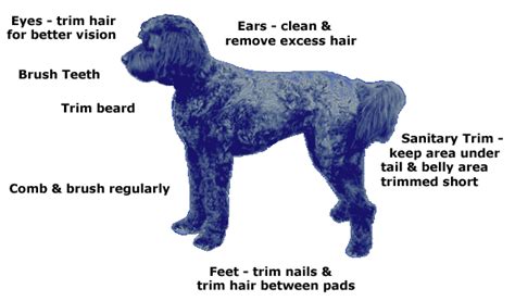 Grooming the Adult Schnoodle - Growing Puppies Schnoodles