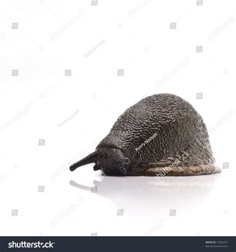 Naked Slug Isolated On White Background Stock Photo 13535377 Shutterstock