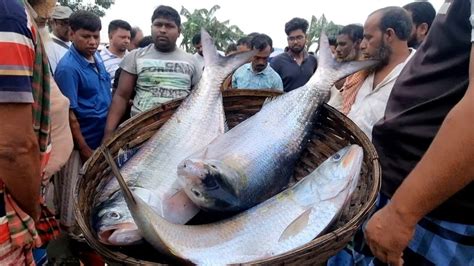 পদ্মার বড় বড় সাইজের ইলিশ মাছ ও বিভিন্ন রকম মাছ কত টাকা বিক্রি হলো