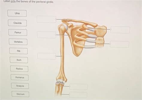 Solved Label Only The Bones Of The Pectoral Girdle Ulna Chegg