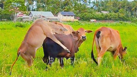 COW VOICE SAPI LEMBU JINAK DAN GEMUK BERKELIARAN DI LADANG SAWAH