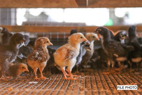 Da Bans Import Of Live Poultry And Poultry Products From Belgium And