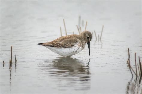 Assorted Water Birds | Focal World