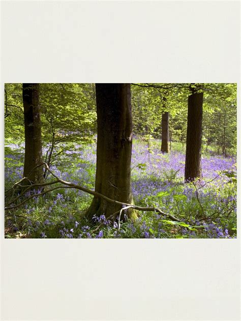 Bluebells In Clapdale Wood The Yorkshire Dales Photographic Print