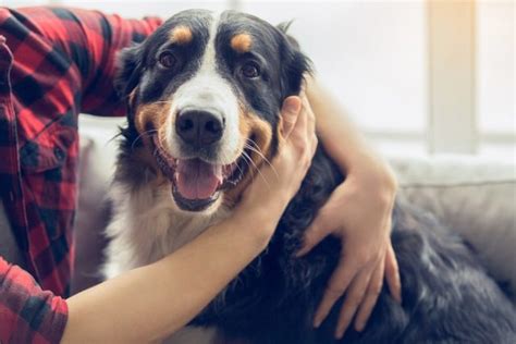 Come Educare Il Cane Non Sprecare