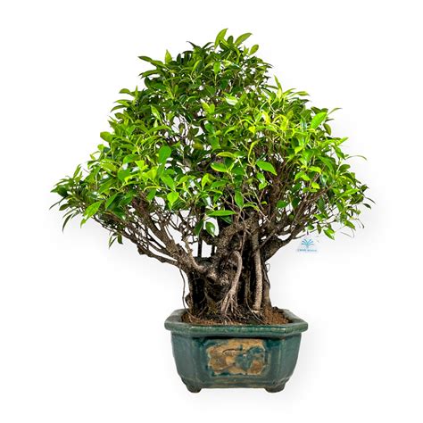 Ficus Retusa 80 Cm