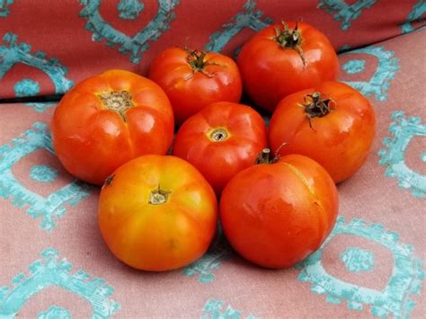 Tomato 'Abraham Lincoln' Seeds (Certified Organic) | Garden Hoard ...