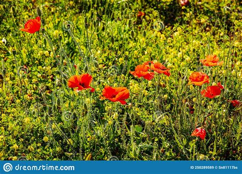 Cierre De Las Semillas De Vainas Y Flores Rosadas De Plantas De Papaver