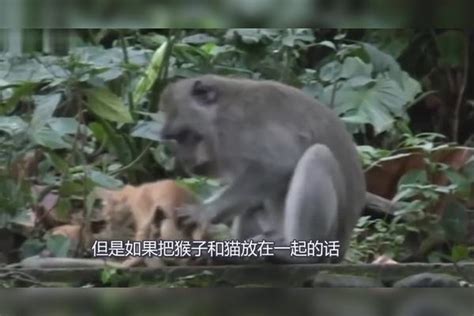 当把猴子和猫放一起后，猫彻底变成了一只佛系猫咪，一脸生无可恋 无可 猫咪 猴子