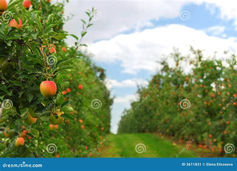 Apple orchard stock image. Image of fall, garden, farming - 3611831