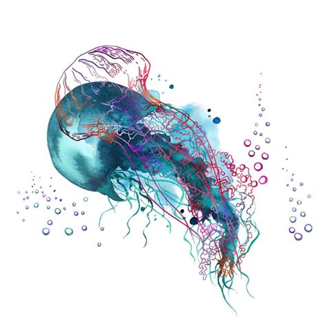 Clipart De Medusas Azules Acuarela E Ilustraci N Gr Fica