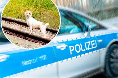 Gro Er Schreck In Besigheim Hund Wird Von Zug Berrollt