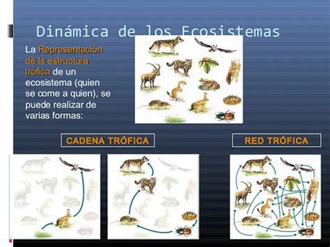 Dinámica de los ecosistemas Ecosistemas Nivel trófico Nicho ecológico