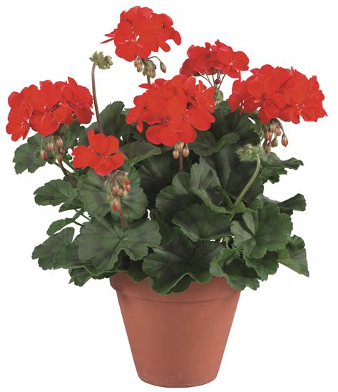 Angebote - Gartenbau Bongartz