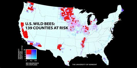 Bee Populations Declining In The United States Especially In The