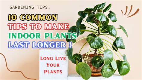 Top 10 Common Tips To Make Indoor Plants Last Longer Indoor Plants