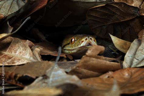 Reticulated Python Malayopython Reticulatus Is A Python Species