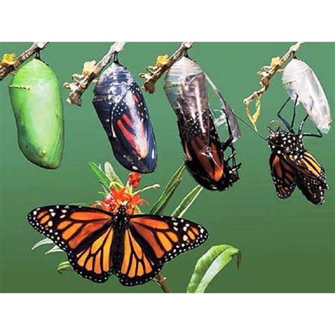 Quanto Tempo A Borboleta Fica No Casulo - born to be butterfly | Borboleta saindo do casulo, Metamorfose ...