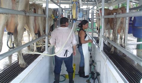 Ganaderos están alerta por nuevos recortes en el precio de la leche