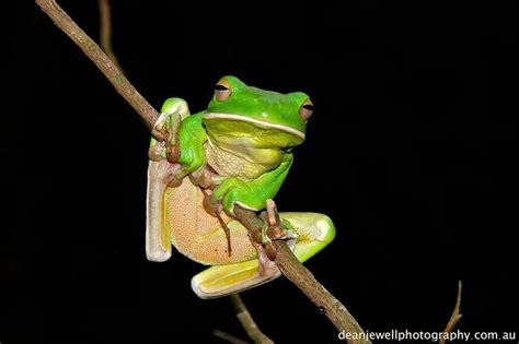 White Lipped Green Tree Frog Daintree Qlddean Jewell Photography