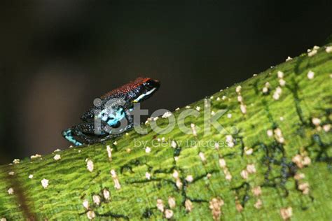 Poisonous Tree Frog IN Ecuador stock photos - FreeImages.com