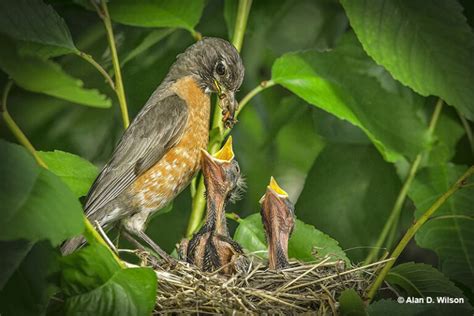 Baby Robin - Identification, Diet & Lifecycle