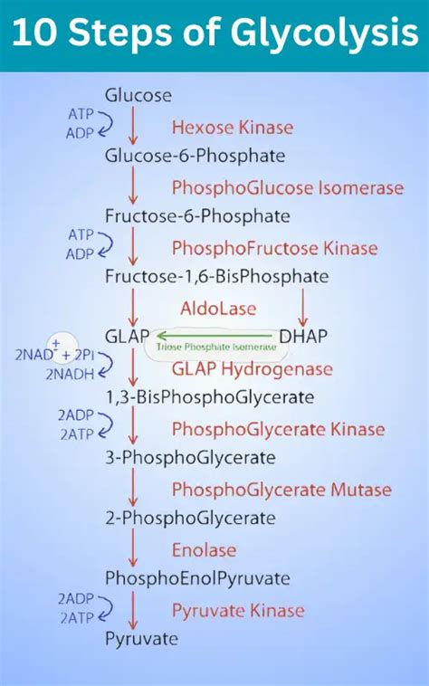 Glycolysis: The 10 Step Process of Glucose Metabolism » BIOLOGY TEACH