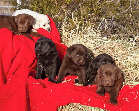 All Three Colors Of Labrador Retriever Photograph by Zandria Muench Beraldo - Pixels