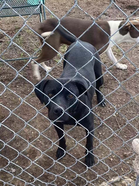 Dog adoption in Amarillo, TX 79108: Pit mix Dog "Salem"
