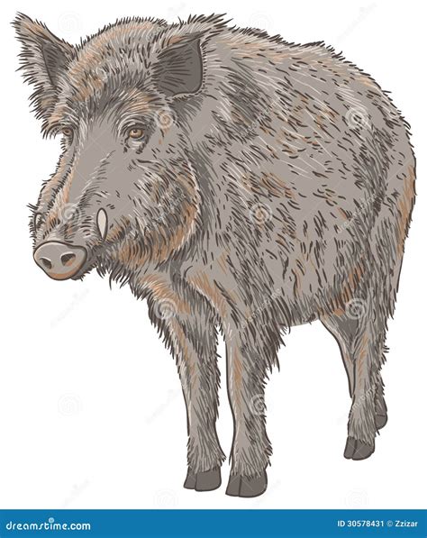 Wild Boar Stock Image Image 30578431