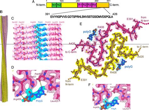 Cryo Em Structure Of Full Length Recombinant Tau Fibril Bound To Rna