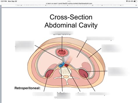 Cross Section Abdominal Cavity Diagram Quizlet